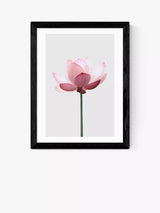 John Lewis East End Prints Sisi and Seb Lotus Framed Print 25x30cm- Buy online at McGrocer