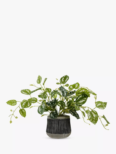 John Lewis Artificial Golden Pothos Plant in Black Pot- Buy online at McGrocer