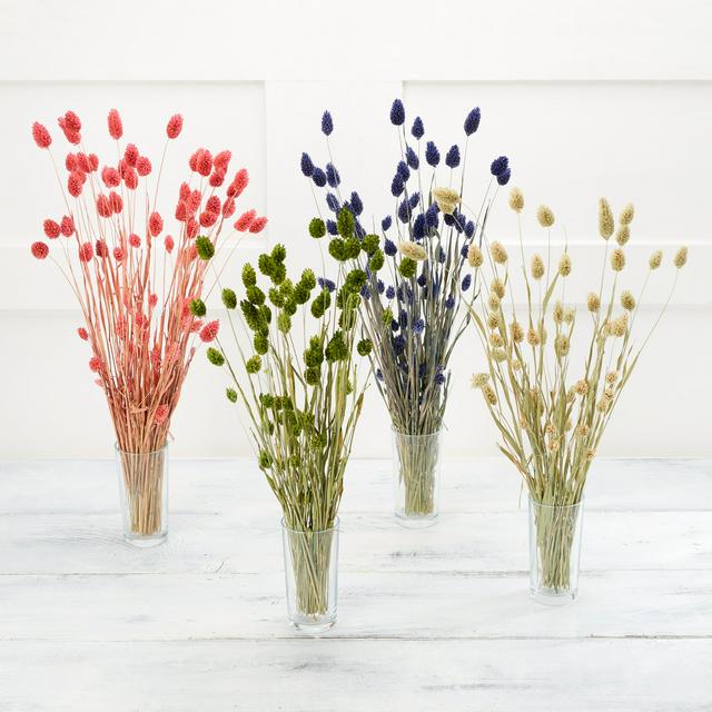 Sainsburys Dried Flowers Phalaris Bouquet