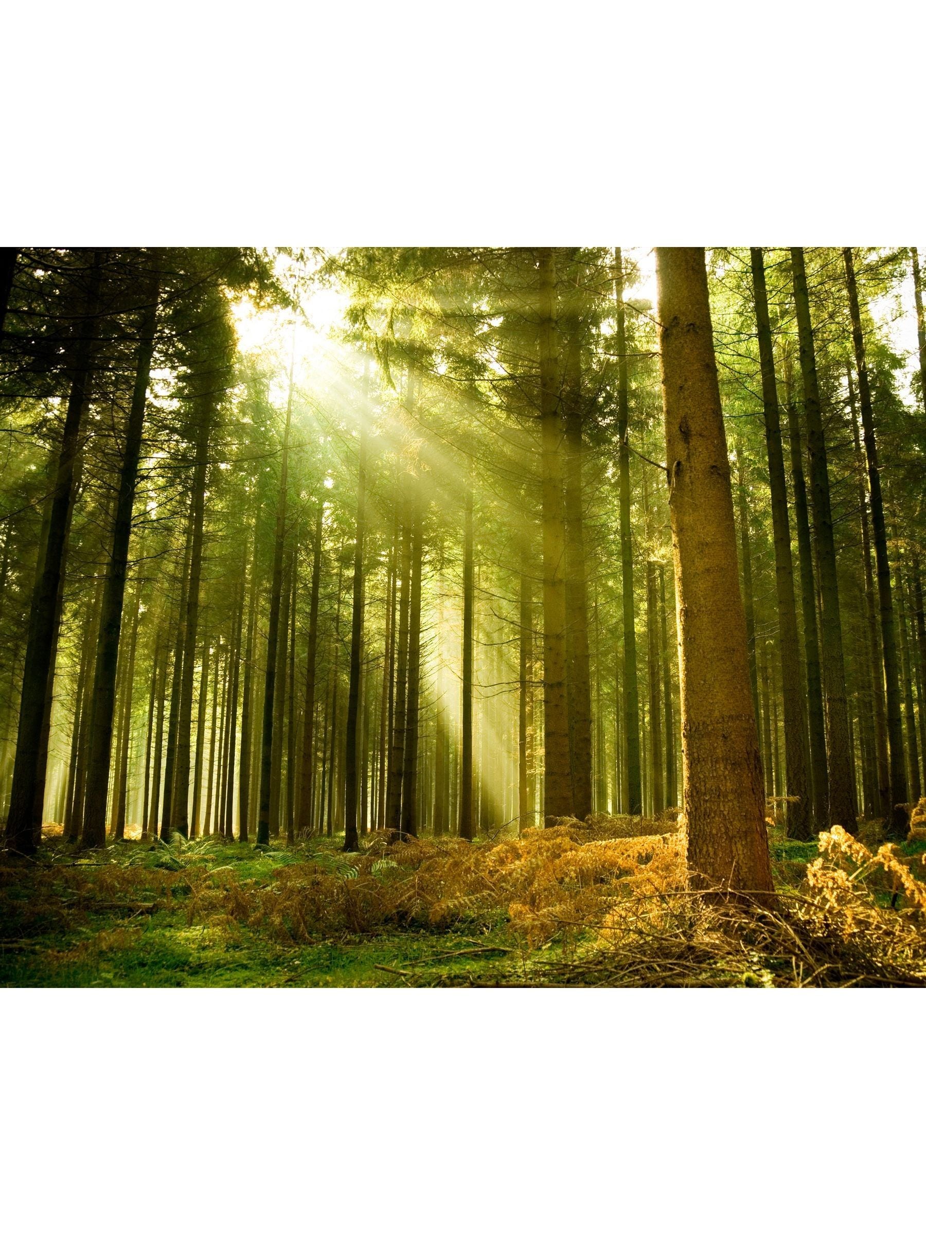 Origin Murals Evergreen Spruce non-woven A3 sample - British product