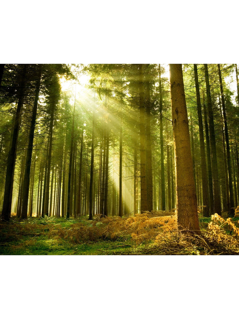 Origin Murals Evergreen Spruce non-woven A3 sample - British product