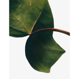 Loewe Ivy incense sticks set with 25 sticks - British product